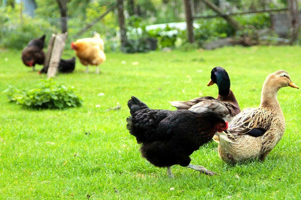 Gite De La Ferme De La Cote Les Damps エクステリア 写真